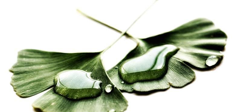 Ginkgo biloba. Jeden z najstarszych żywych gatunków drzew. Zobacz co może nam zaoferować